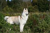 SIBERIAN HUSKY 859